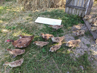 Young ducks come out of the pen