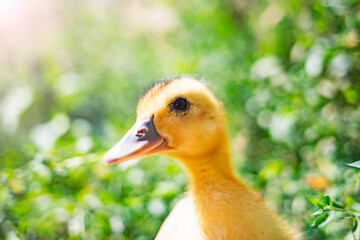 Little yellow duckling walks on a green lawn on a summer sunny day.