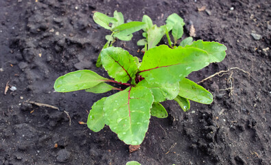 Small beet sprouts in the ground in the garden. Crop cultivation.