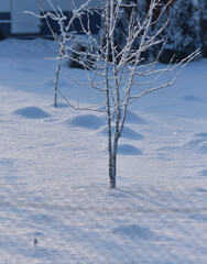 tree covered with snow