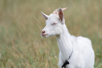 Obraz premium The domestic thoroughbred goat is quietly grazing in the meadow.