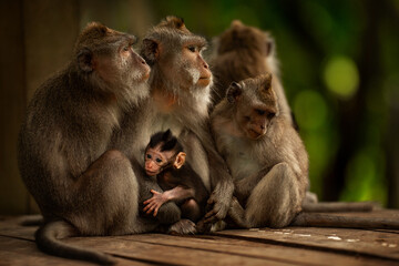Monkeys family in Ubud forest, Bali
