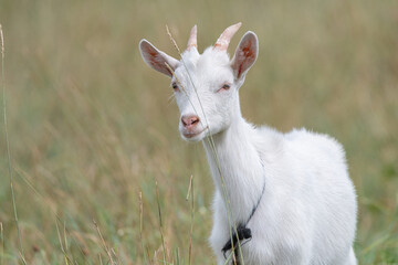 The domestic thoroughbred goat is quietly grazing in the meadow.