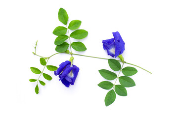 Butterfly pea flowers on white background
