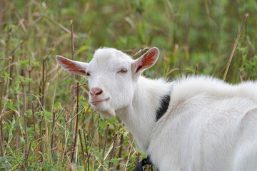 The domestic thoroughbred goat is quietly grazing in the meadow.