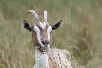 The domestic thoroughbred goat is quietly grazing in the meadow.