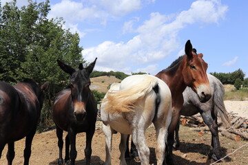 Fototapeta na wymiar Group of Mules in Central Italy