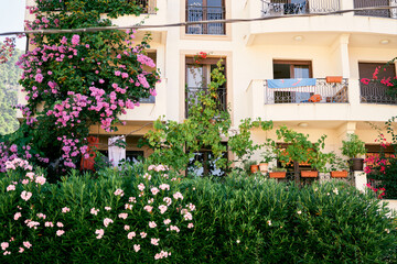 Fototapeta na wymiar Balconies of a residential building with greenery in boxes and a blooming flower bed in the foreground