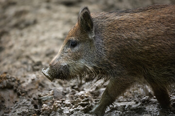 Wildschwein Frischling im Schlamm.