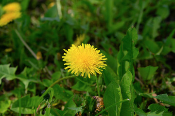 A small yellow dandelion among the green grass. 