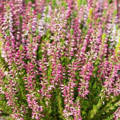 Violet Heather flowers field Calluna vulgaris. Small pink lilac petal plants, soft background....