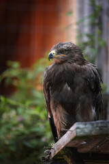 Adler mit Adleraugen auf der Jagd.