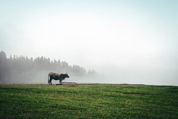 Fototapeta premium cow in the field