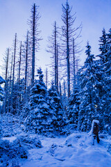 Forest landscape at night icy fir trees Brocken mountain Germany.