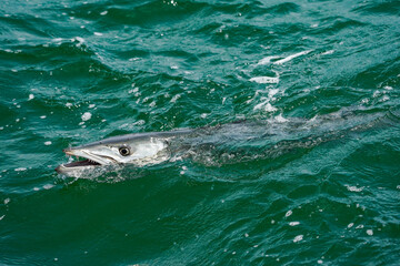 Great Barracuda - Florida