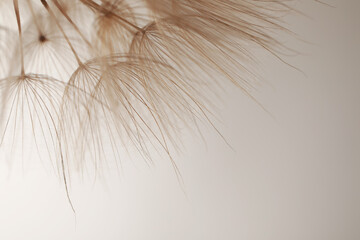 Beautiful fluffy dandelion flower on beige background, closeup. Space for text