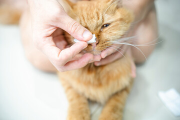 Close up hand women cleans the cat's nose with a cotton paper To take care of the health of the ginger cat