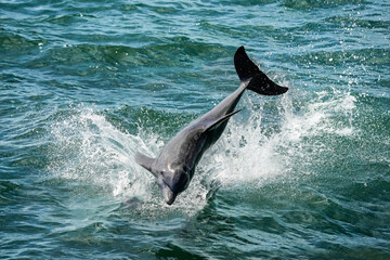 Fototapeta premium Dolphin Spectacular Splash