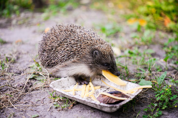 Hedgehog, (scientific name: Erinaceus Europaeus), wild, aboriginal, European hedgehog. Facing...