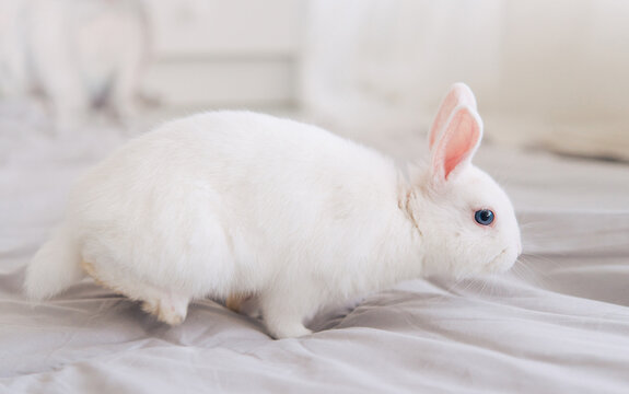 white rabbit on the floor	