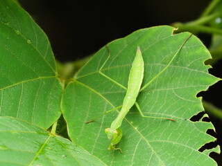 カマキリ