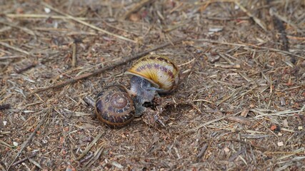 pareja de caracoles copulando en un sendero del lago de ivars y vila sana, de tonos marrones y ocres, lérida, españa, europa