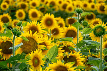 Fototapeta premium A large agricultural field for growing sunflower on an industrial scale. Beautiful flowers and sunflower leaves close-up in the light of the setting sun. Production of oil and livestock feed