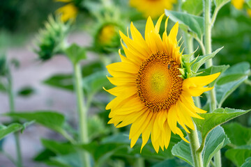 Beautiful sunflower close-up in the light of the setting sun. Parts of a blooming sunflower flower. Growing flowers on an industrial scale for the production of oil and animal feed.