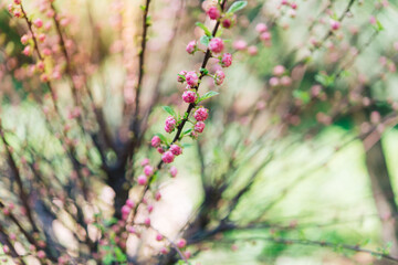 pink flowers in the garden