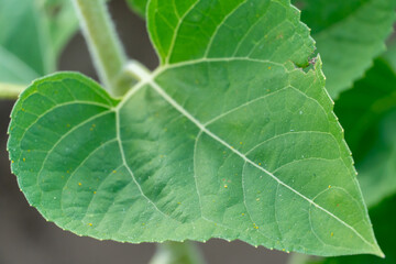 a large green sunflower leaf close-up in the light of day and the rays of the setting sun. Cultivation of sunflower on an industrial scale for animal feed and production of vegetable oil