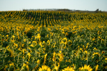Obraz premium A large agricultural field for growing sunflower on an industrial scale. Beautiful flowers and sunflower leaves close-up in the light of the setting sun. Production of oil and livestock feed