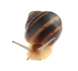 Common garden snail crawling on white background