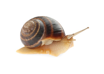 Common garden snail crawling on white background