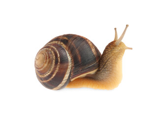 Common garden snail crawling on white background