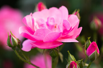 Fototapety na wymiar - Fototapeta24.pl