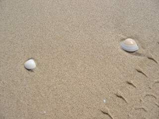 shells on the beach
