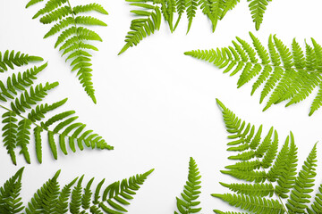 Fototapeta na wymiar Beautiful tropical fern leaves on white background, top view. Space for text