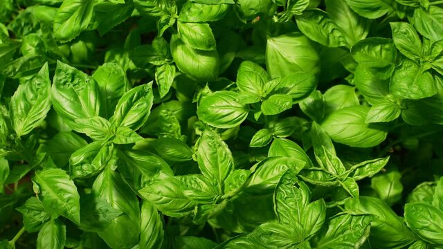 Organic basil bushes in a greenhouse.