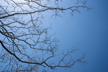 Bare tree branches outstretched against the winter blue sky background