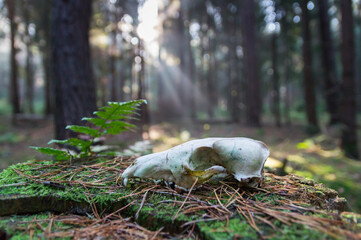 magical lights fern and animal skull in the fairy tale forest