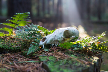 magical lights fern and animal skull in the fairy tale forest