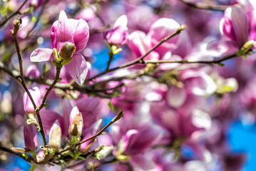 Closeup of beautiful magnolia with blue sky background