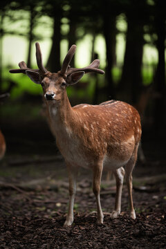 Ein wandernder Hirsch im Wald auf der Suche nach Futter. © Stefan