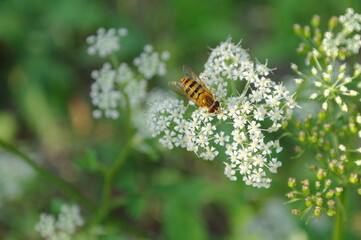 Close-up shot of a bee sitting on a white flower