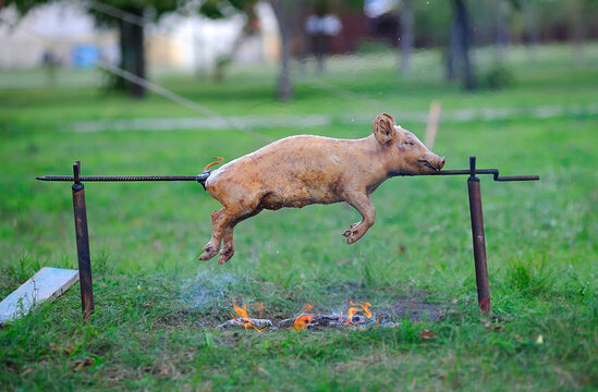 Roast pork skewer on the spit, under fire set in the park
