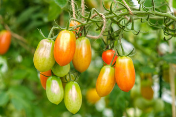 Cherry tomatoes ripening on a branch are plum-shaped. A bunch of small tomatoes of varying maturity in the greenhouse of a small vegetable farm. Environmentally friendly production of vegetables.