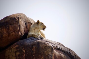 Lioness Lounging Above the World