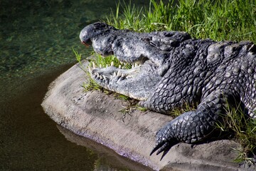 A Crocodile Sunbathing