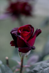 single red rose