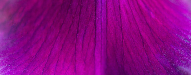 close up of a flower, floral plant background	